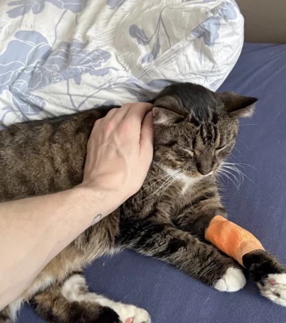 Ugunsgrēkā ar tvana gāzi saindējusies aktiera kaķene Deizija.