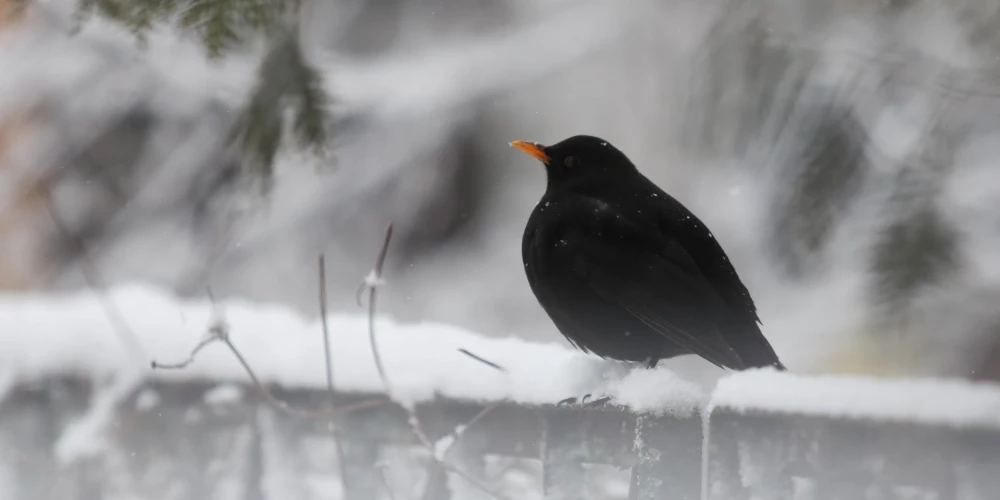 Melnais strazds ziemā.