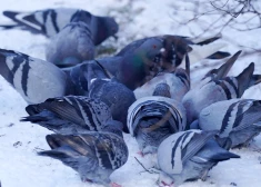 Кажется, зима включилась всерьез.