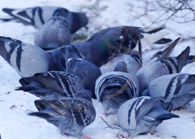Снега станет больше, а ночи холоднее: синоптики предупредили о морозной неделе в Латвии
