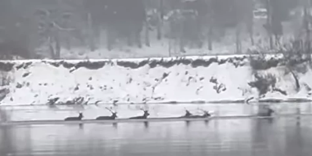 Brieži pārpeld Gauju (ekrānuzņēmums no video)