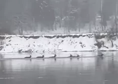 Brieži pārpeld Gauju (ekrānuzņēmums no video)