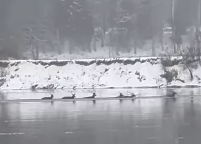 Skaists skats! Briežu bars pārpeld Gauju