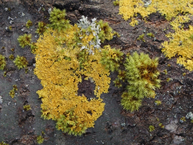 Par gada ķērpi izvēlēts dzeltenais sienasķērpis.