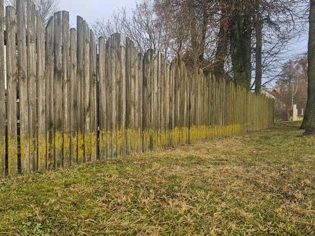 Par gada ķērpi izvēlēts dzeltenais sienasķērpis.