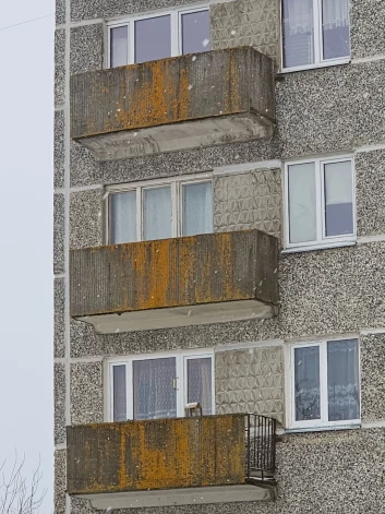 Par gada ķērpi izvēlēts dzeltenais sienasķērpis.