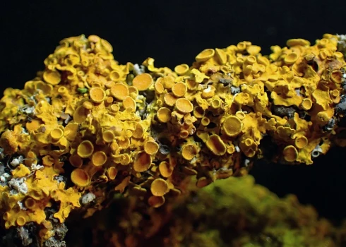 Par gada ķērpi izvēlēts dzeltenais sienasķērpis.