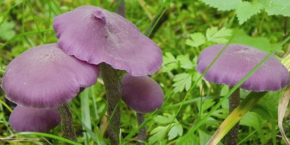Latvijas mikologi par 2026. gada sēni izvēlējuši ametista bērzlapeni (Laccaria amethystina).