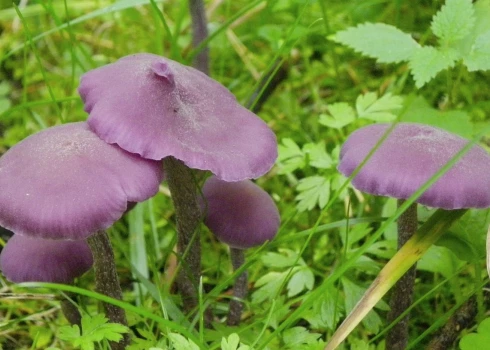 Latvijas mikologi par 2026. gada sēni izvēlējuši ametista bērzlapeni (Laccaria amethystina).