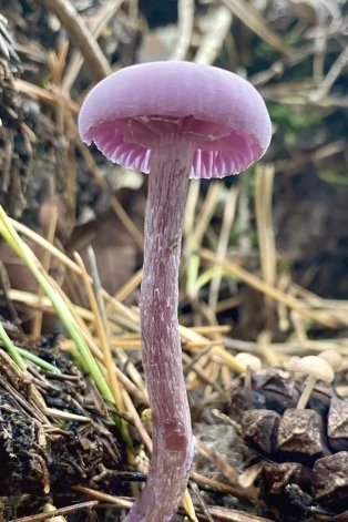 Latvijas mikologi par 2026. gada sēni izvēlējuši ametista bērzlapeni (Laccaria amethystina).