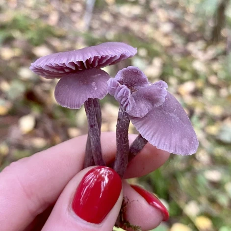 Latvijas mikologi par 2026. gada sēni izvēlējuši ametista bērzlapeni (Laccaria amethystina).