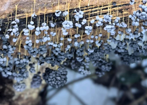 Vīnogķekaru dzelksnīte (Badhamia utricularis).