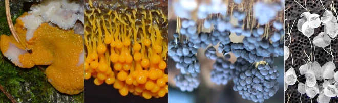 Vīnogķekaru dzelksnīte (Badhamia utricularis).