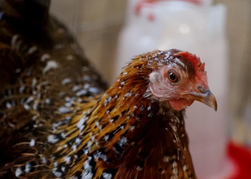 Ugunsgrēkā Jelgavas novadā sadega 200 vistas.