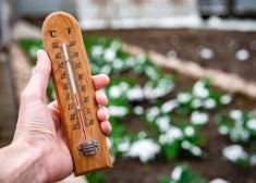 Pavasaris pienāks ātri - kurus dārzeņus un puķes sēt jau janvārī?