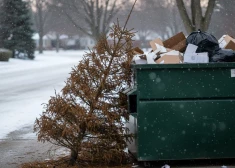 Выбрасывать в контейнеры нельзя: рижанам рассказали, куда сдать елку после праздников