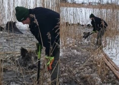 VIDEO: Lietuvā vietējie iedzīvotāji no drošas nāves izglābj desmit ledū ielūzušas mežacūkas