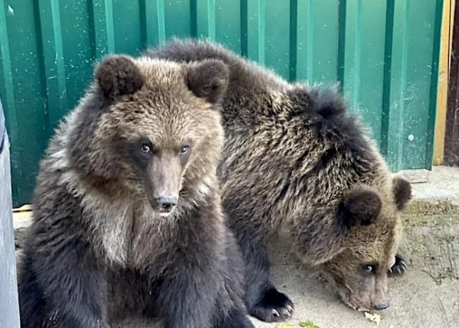 Dabas aizsardzības pārvalde izsolē pārdevusi divus brūnos lāčus. Cena pārsniedz divus tūkstošus eiro