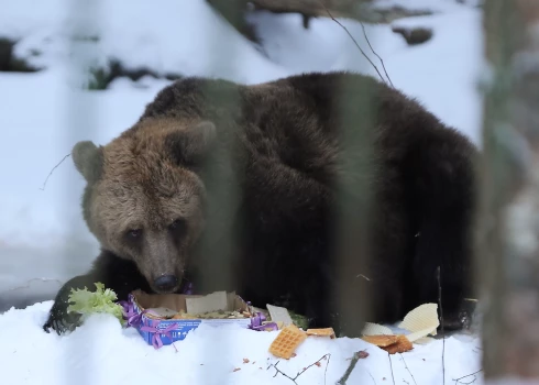 Līgatnes dabas takās svinēs lācenes Ilzītes 25. jubileju.