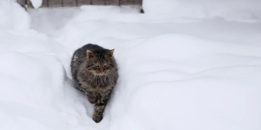 Vietām austrumu daļā sniega sega palielināsies par pieciem līdz septiņiem centimetriem.