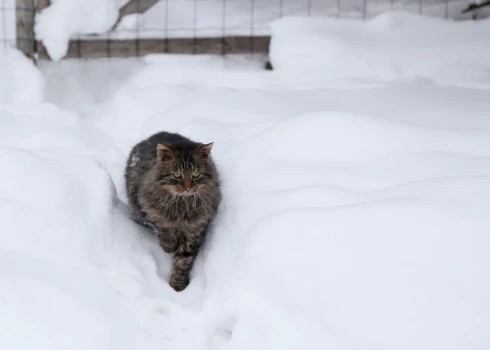 Vietām austrumu daļā sniega sega palielināsies par pieciem līdz septiņiem centimetriem.