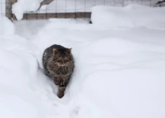 Выпущено желтое предупреждение в связи с сильным снегопадом