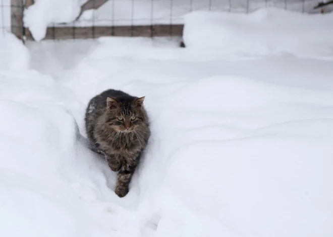 Выпущено желтое предупреждение в связи с сильным снегопадом
