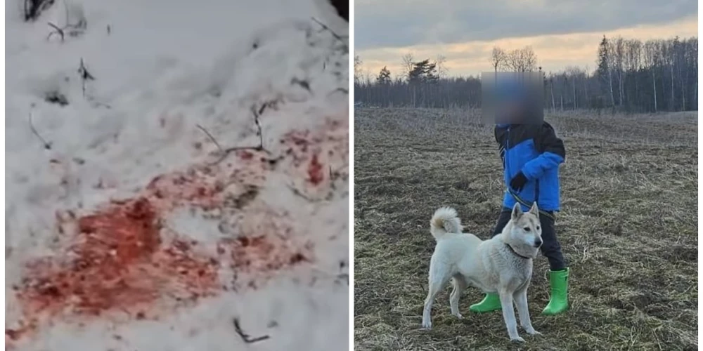 Vilki Alksnītes pagastā saplosījuši 10 gadus veco medību suni Kāru.