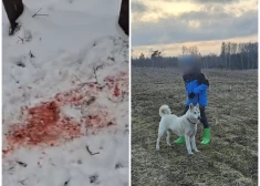 Medību laikā Aknīstes pagastā vilki saplosījuši dzinējsuni Kāru