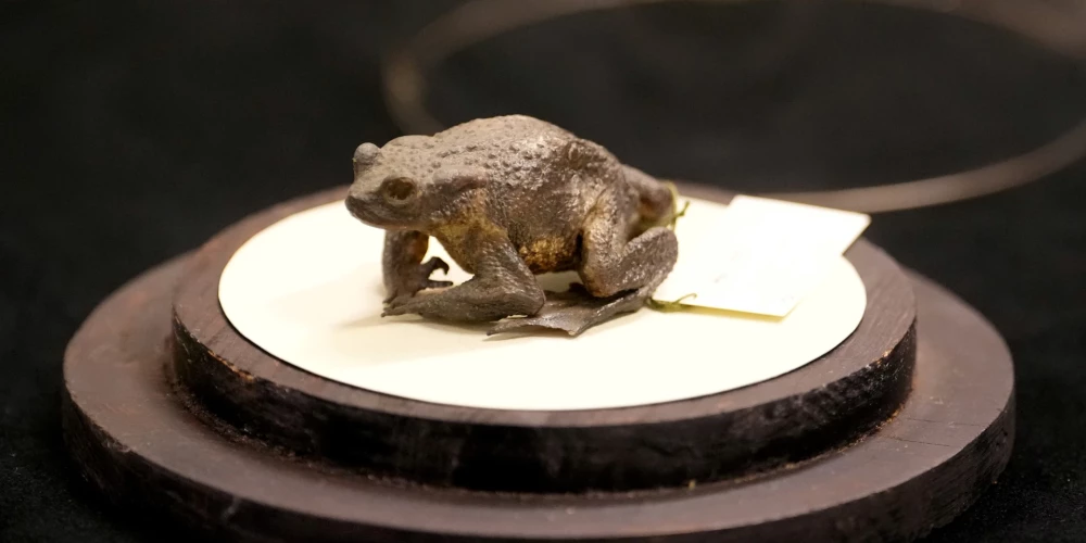 Dabas simbola "Gada dzīvnieks 2026" paziņošanas un informācijas stenda atklāšanas pasākums Latvijas Nacionālajā dabas muzejā.