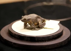 Dabas muzejs par gada dzīvnieku izvēlas parasto krupi