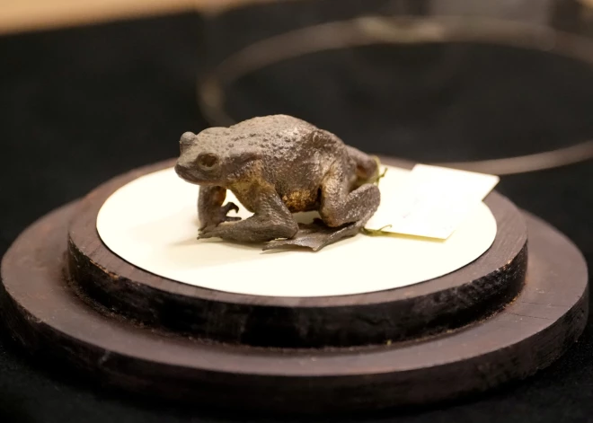 Dabas muzejs par gada dzīvnieku izvēlas parasto krupi