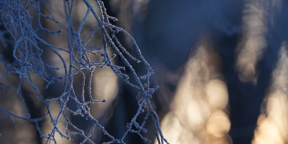 Apsarmojuši koku zari saullēktā.