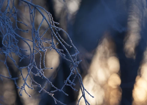 Apsarmojuši koku zari saullēktā.