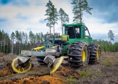 Valsts mežos pērn iestādīti 30 miljoni jaunu meža koku stādu