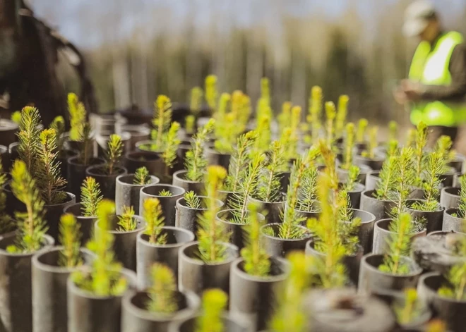 Valsts mežos pērn iestādīti 30 miljoni jaunu meža koku stādu