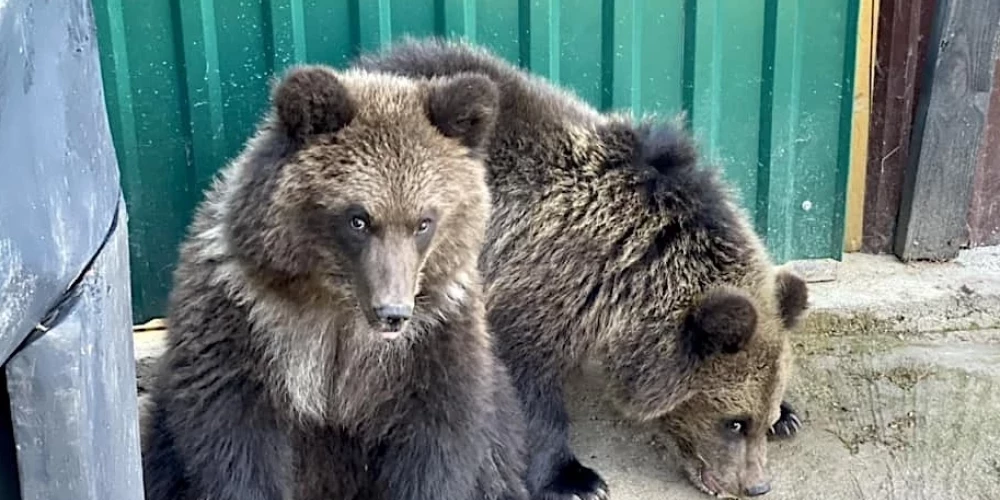Медведи из Raptors Park выкуплены на аукционе.