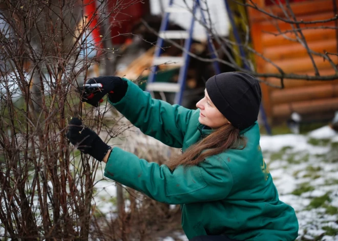 Kuros darba cimdos ziemā būs ērti un nesals rokas? 
