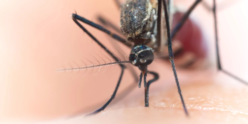 Denges drudzis ir vīrusa izraisīta infekcijas slimība, ko pārnēsā Aedes ģints odi.