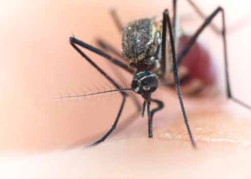 Denges drudzis ir vīrusa izraisīta infekcijas slimība, ko pārnēsā Aedes ģints odi.