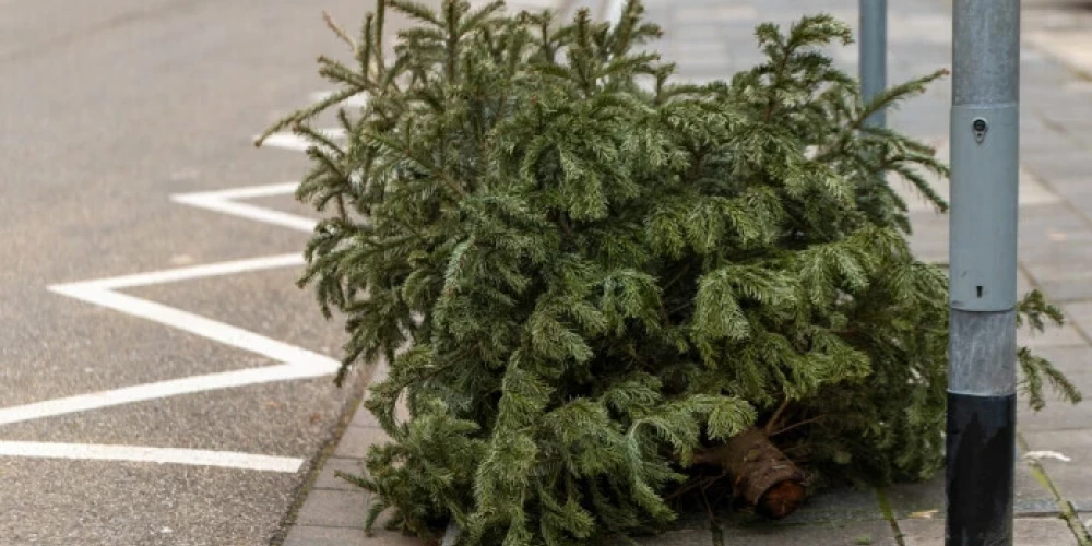 Šogad savāktās eglītes tiks pārvērstas kurināmajā materiālā un ziedotas labdarības un sabiedriskajām organizācijām. Foto: Shutterstock