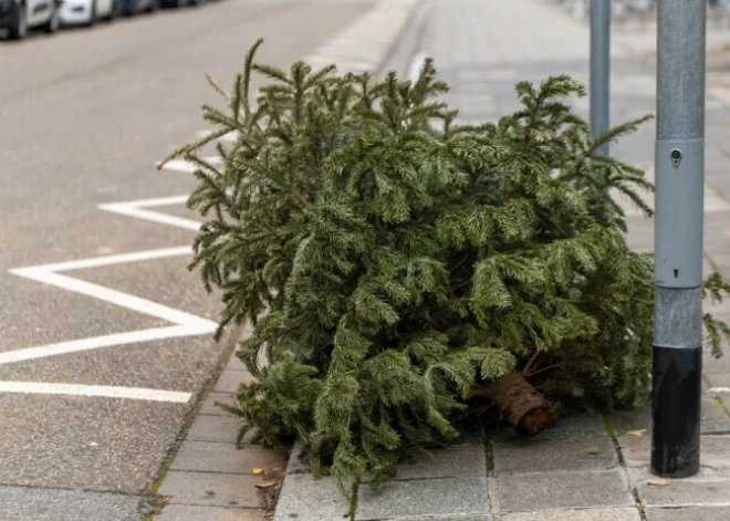Nemet pa logu! Desmit Latvijas pilsētās "nolietotās" eglītes izvedīs bez maksas