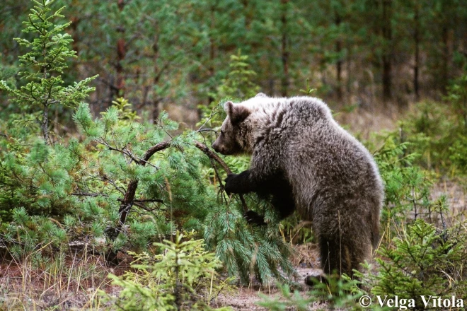 Ilzītei patīk mežā lauzt kociņus.