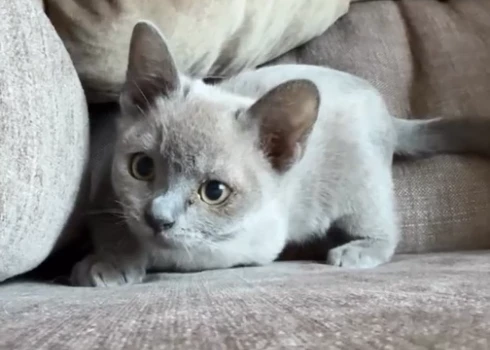 Ginta Zilbaloža kaķēns Kino. 