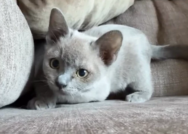 Gints Zilbalodis izrāda savu jauno mīluli – Kino