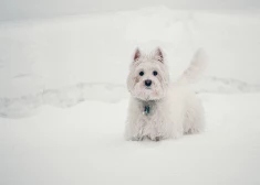 5 veidi, kā rūpēties par sava suņa drošību un labsajūtu ziemā
