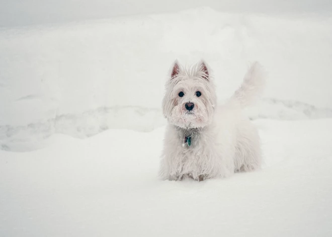 5 veidi, kā rūpēties par sava suņa drošību un labsajūtu ziemā