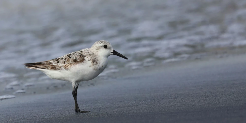Ilustratīvs attēls.