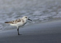 Zinātnieki ceļ trauksmi par notiekošo Panamas līcī