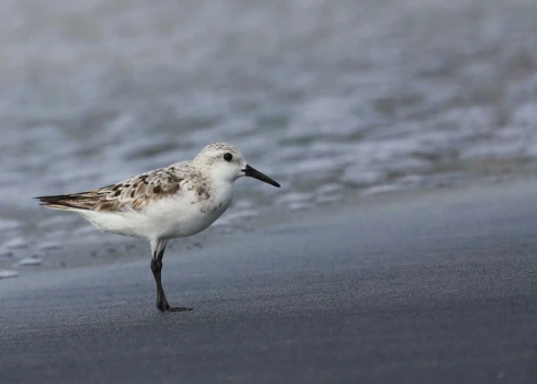 Ilustratīvs attēls.